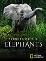 Secrets of the Elephants - Rotten Tomatoes