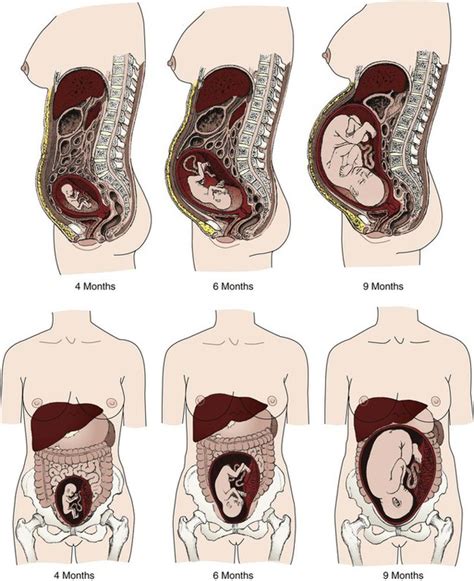 Anatomy And Physiology Of Pregnancy Nurse Key