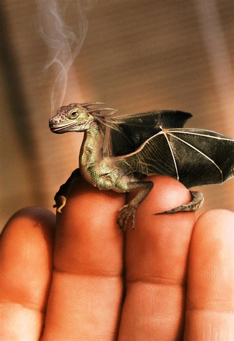 History Of World History Of Dragons