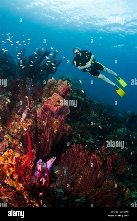 A Female Diver Explores A Coral Reef St Lucia Stock Photo Alamy