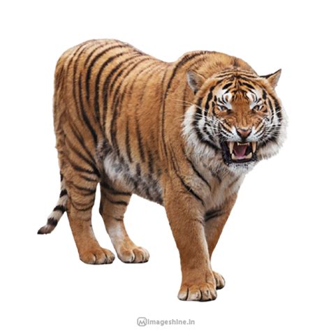 Animal Png Images With Transparent Background Hd Free Download