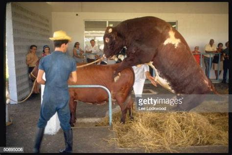 International Black Velvet Prize Bull Bought From Canada In Process