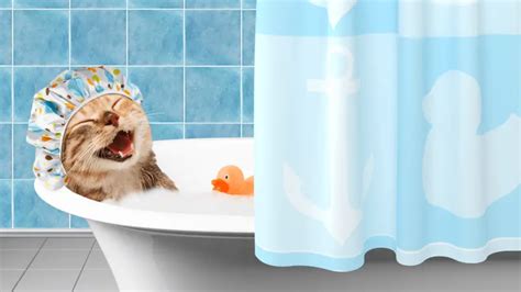 5 Tips On How To Bathe A Cat Safely World Cat Finder
