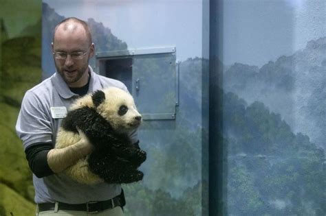 Panda Baby Bao Bao Makes Her Debut At Washingtons National Zoo