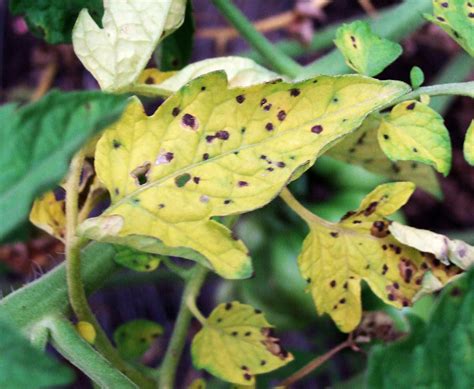 Tomato Plant Diseases Better Homes And Gardens