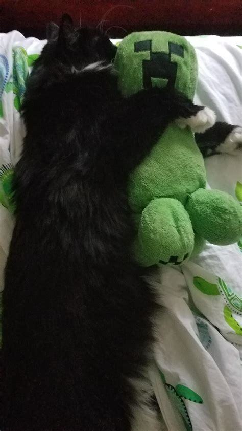 My Cat Hugging A Creeper Rcats