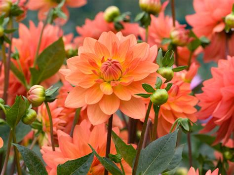 We did not find results for: bulb flowers planted in the spring dahlia these showy ...