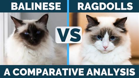 Himalayan Vs Ragdoll Vs Balinese Cats A Comprehensive Comparison