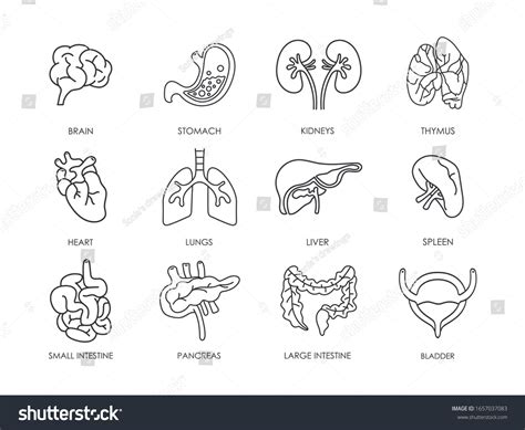 Aggregate 153 Sketch Of Body Organs Latest Ineteachers