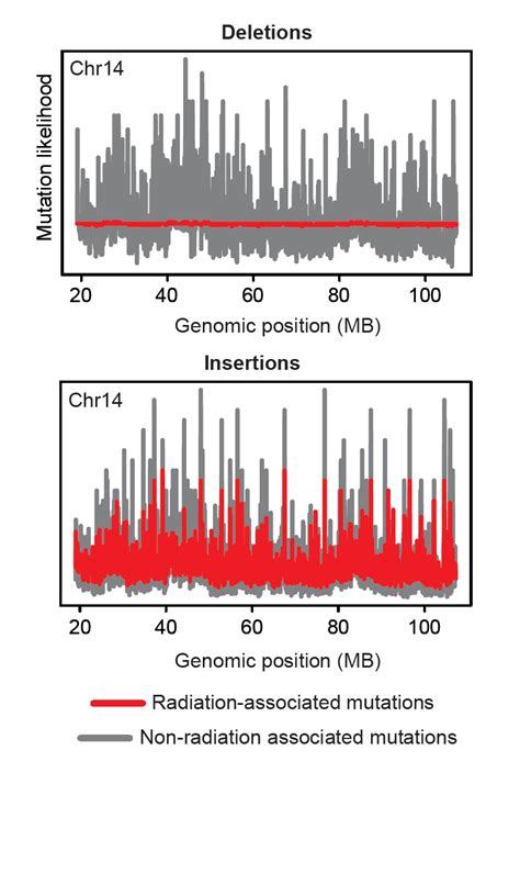 Mutations In Humans Caused By Radiation