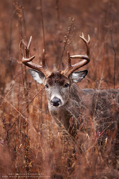 Professional Whitetail Deer Photography Matt Hansen