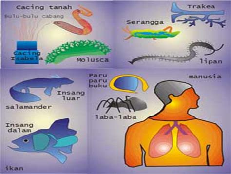 Sistem Pernapasan Binatang Vertebrata Dan Invertebrata Lengkap Cara