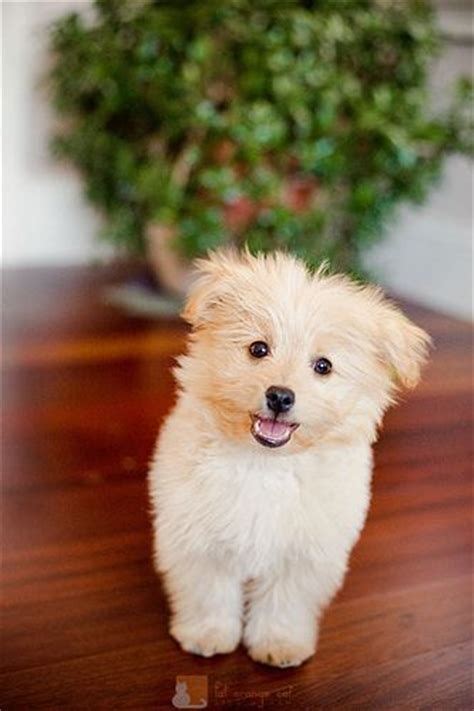 The 12 Best Pomapoo Dogs Of All Time With Images Cute Animals