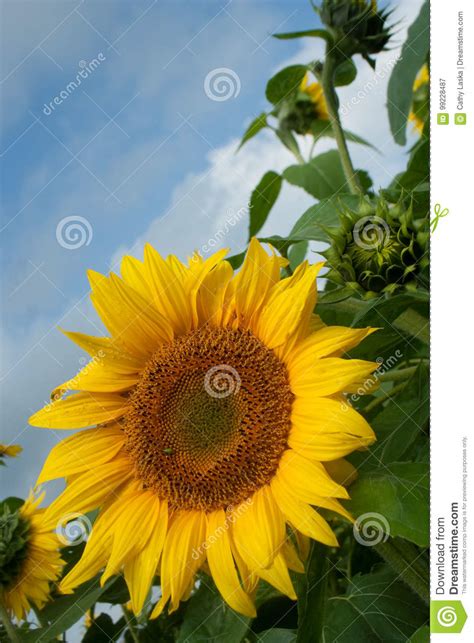 Sunflowers Under Sunny Sky Stock Image Image Of Garden 99228487