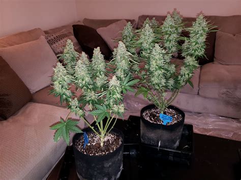 How To Grow Up To A Pound Of Cannabis With A 315 Lec Grow Light Cmh