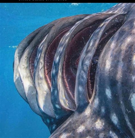 The Inside Of A Whale Sharks Gills Rmarinebiology