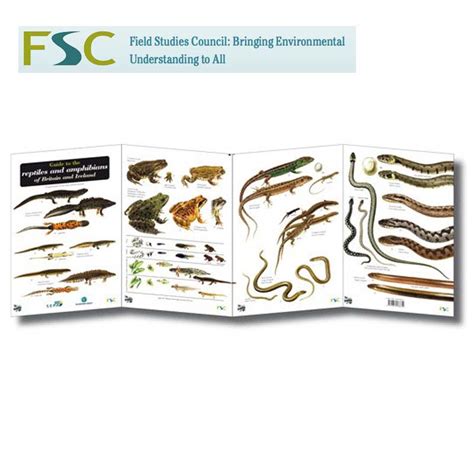Fsc Fold Out Chart Reptiles And Amphibians Tamarack Outdoors