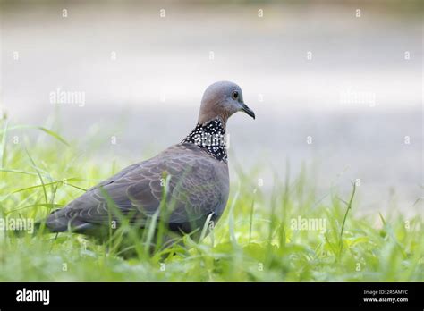 A white pigeon stands atop a lush green grassy area adjacent to an
