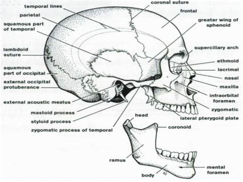 Anatomy1 Osteology