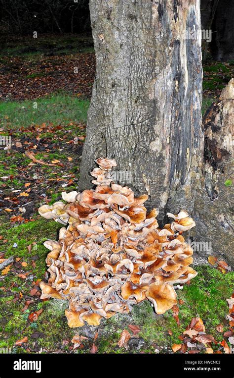 Honey Fungus Around The Base Of An Oak Tree Stump In The New Forest
