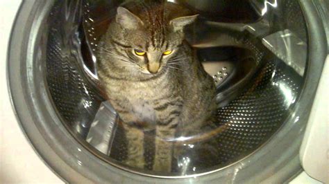 The Cat In The Washing Machine Youtube