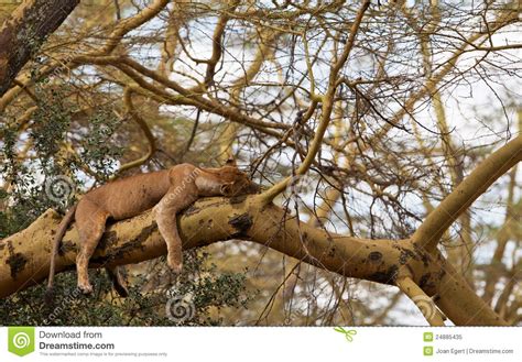Sleeping Lioness On A Tree Stock Image Image Of Colors