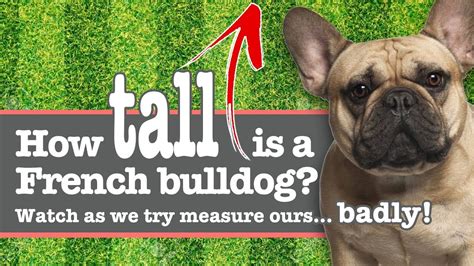 The most common french bulldog chart material is paper. How Tall is a French Bulldog? Our Bad Attempt at Finding ...