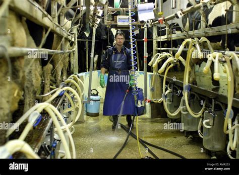 Farmer Working In The Milking Parlour 0500 Hours On A Small Farm In