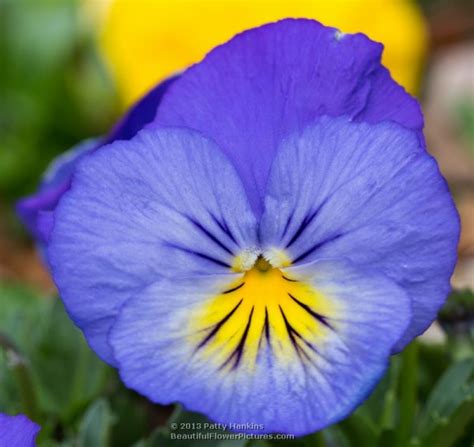 Rose breasted grosbeak bird in yellow blossoms by michael hutton. Pansies! :: Beautiful Flower Pictures Blog