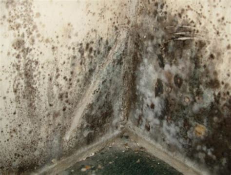 What Does Black Mold Look Like In Various Surfaces