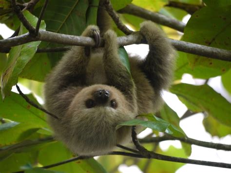 Baby Sloth In Costa Rica Photorator