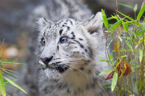 Snow Leopard Cats Photo 36620379 Fanpop