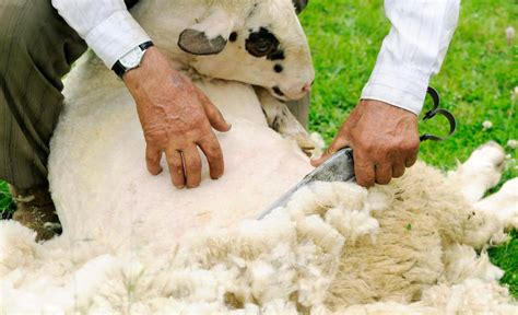 What Are The Different Uses Of Wool With Pictures