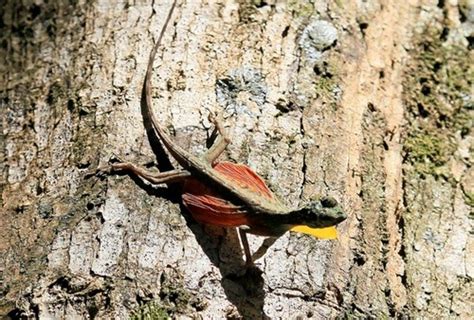 Reptile Facts Fortheloveofherpetology Flying Dragon Lizard