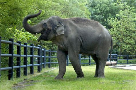 Animals Asian Elephant Photos Gallery
