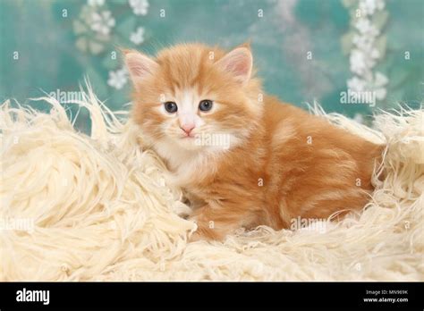 Norwegian Forest Cat Kitten Stock Photo Alamy