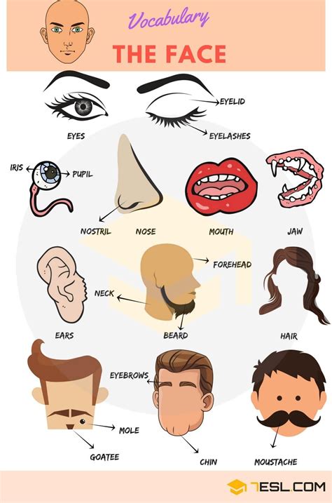 Parts Of The Face Names Human Head Vocabulary Learning English For