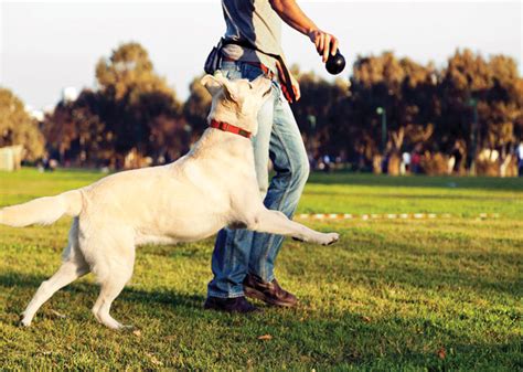 Dog Training Fetch Improving The Retrieve Woof Dog