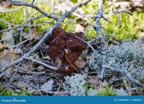 Gyromitra Esculenta Known As False Morel In The Forest Stock Photo