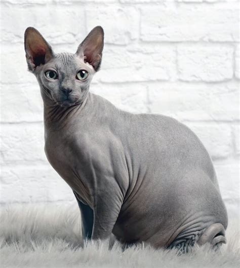 History Of The Hairless Cat Sphynx — Dans Pet Care