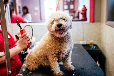 Shop or adopt, its your puppy its your choice. Dog Grooming in Ankeny IA and West Des Moines IA - Ankeny Bark Ave | Bark Ave West
