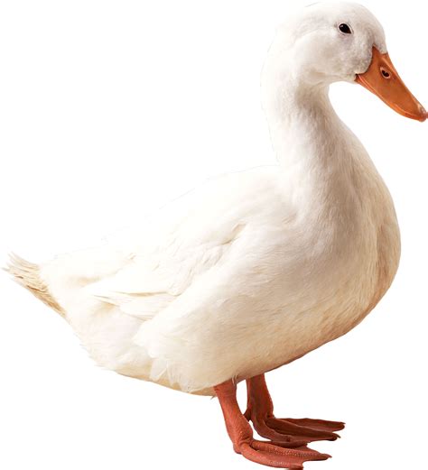 Free Photo White Duck Animal Beak Bird Free Download Jooinn