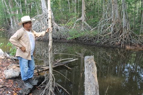 Communities Band Together To Protect El Salvadors Last Mangroves Nexus Newsfeed
