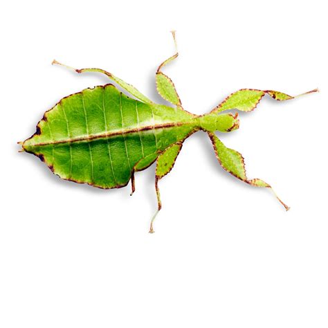 Leaf Insect Facts What Are Leaf Insects Dk Find Out