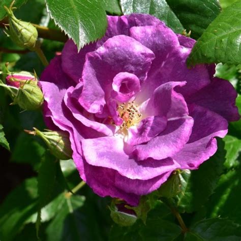 A stunning floribunda rose with an abundance of blue/lilac/mauve blooms in borne in large clusters. Rhapsody in blue | Rose | online kaufen bei Schmid ...