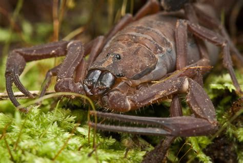 Free Photo Scorpion Macro Arachnid Brown Bug Free Download Jooinn