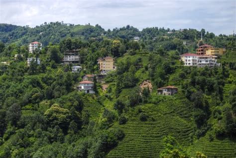 rize Çaykur tea garden tea production in turkey