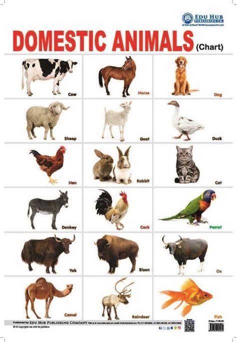 Domestic Animals Chart Buy Domestic Animals Chart By Na At Low Price