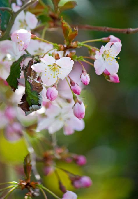 Pink Blossom Flowers Free Stock Photo Public Domain Pictures