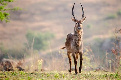 Roan Antelope Hippotragus Equinus In Bild Kaufen 71138966